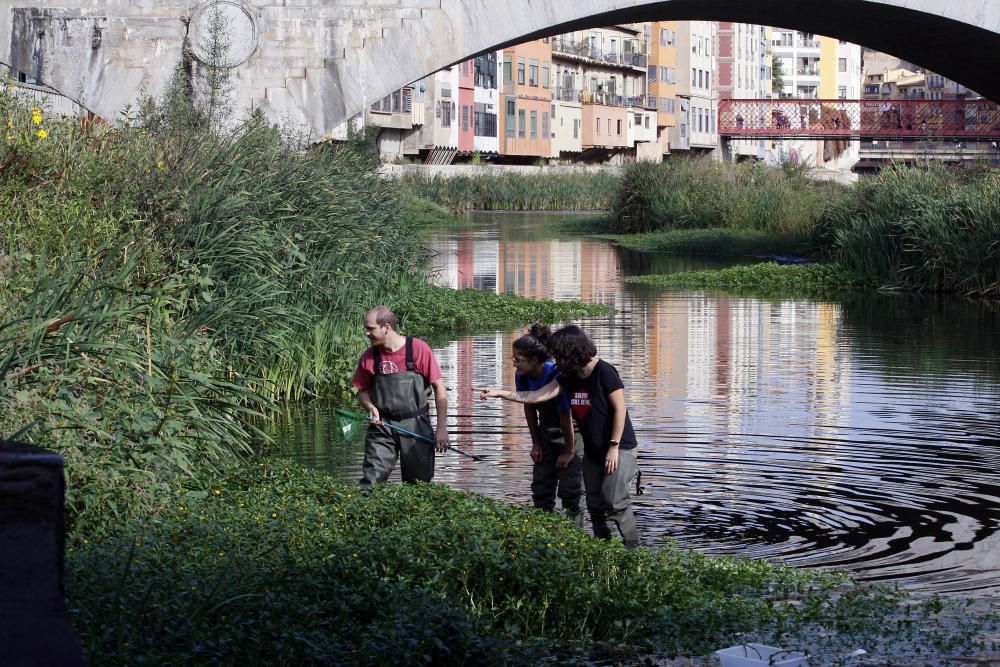 Els naturalistes fan un mostreig a l'Onyar