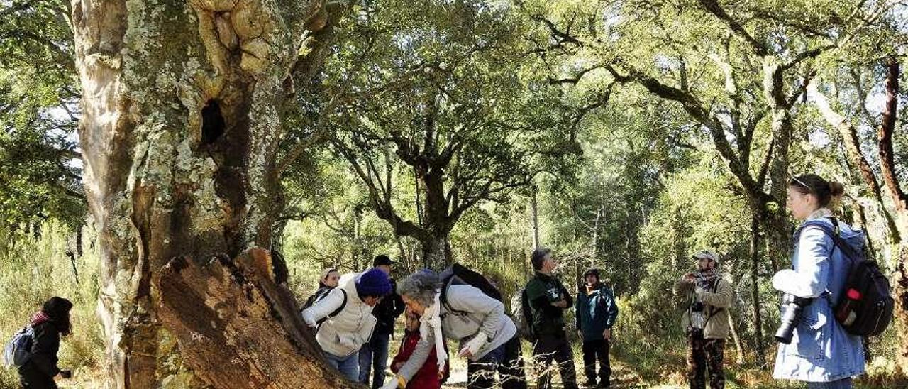 Una jornada de búsqueda de fauna, el año pasado, en el Sobreiral do Arnego. // Bernabé/Javier Lalín