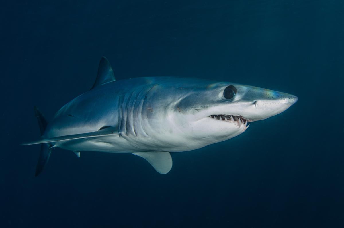 El tiburón mako es uno de los animales más rápidos del mundo