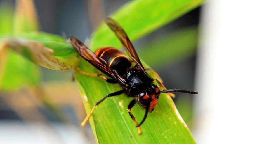 ¿Qué hacer ante una picadura de avispa? ¿Y si soy alérgico? Consejos para evitarla