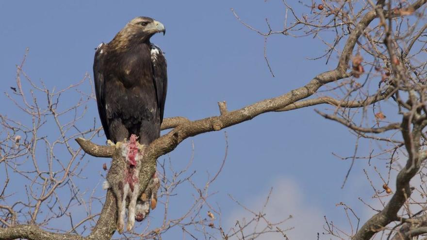 El águila imperial ibérica, a un paso de la extinción en Doñana