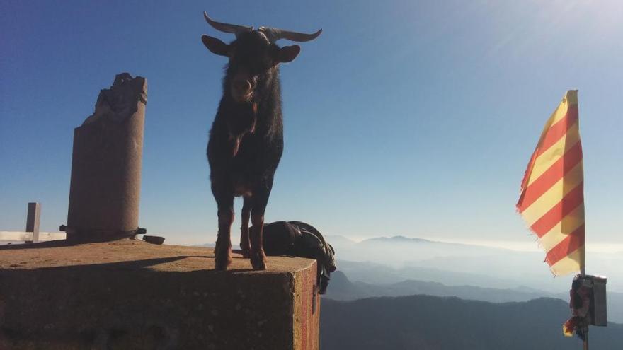 El boc al cim del Puigsacalm