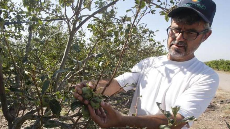 El último mazazo meteorológico deja sin aliento a los agricultores de la Ribera