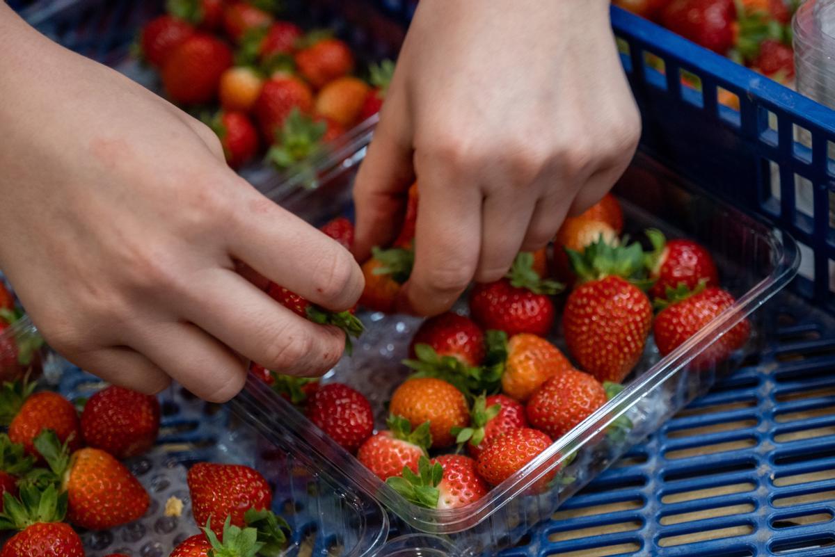 Alerta alimentaria por la detección de hepatitis A en fresas procedentes de Marruecos