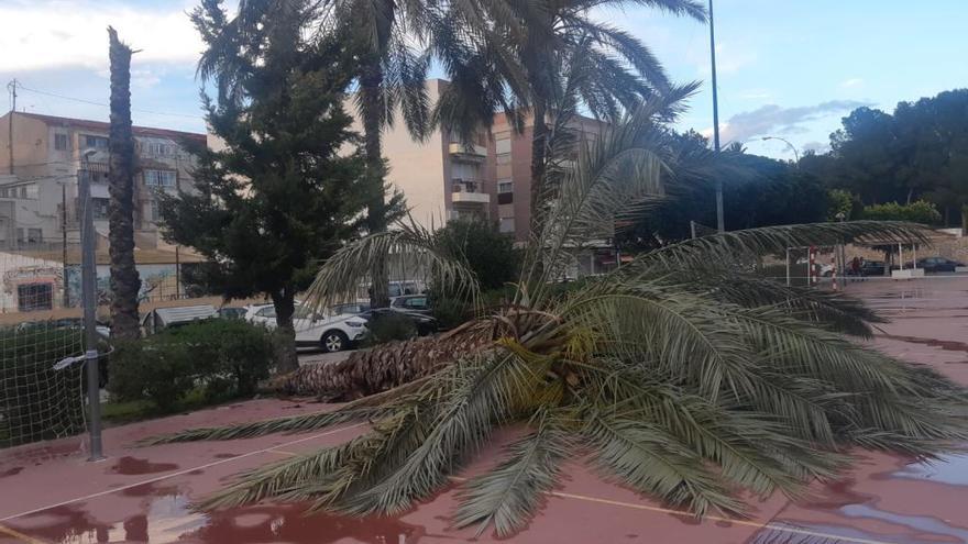 Ejemplar de palmera que ha quebrado esta tarde en el parque de La Ocarasa de Orihuela