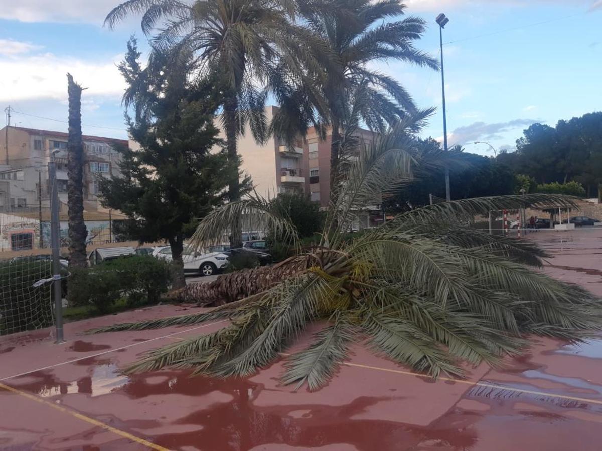 Ejemplar de palmera que ha quebrado esta tarde en el parque de La Ocarasa de Orihuela