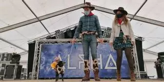 Diversión perruna en el carnaval Toro
