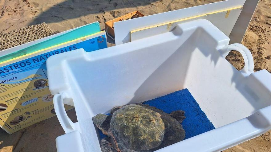 Suelta de la tortuga 'Tuk Tuk en Calp