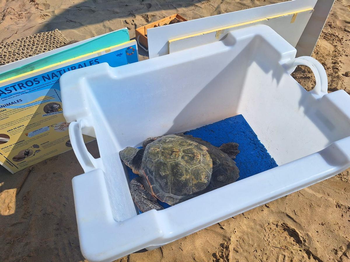 Los expertos recuerdan a la ciudadanía que ante la presencia de una tortuga en la playa, hay que llamar siempre al 112.
