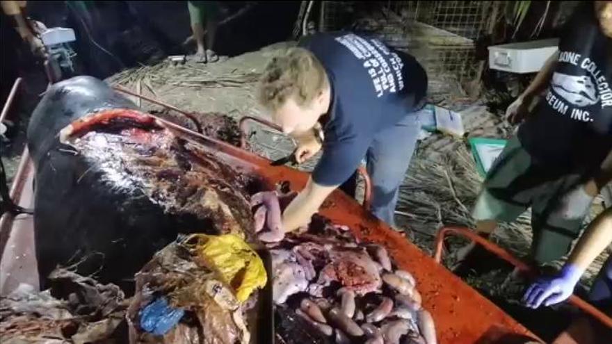 Hallan una ballena muerta en Filipinas con 40 kilos de plásticos en su interior