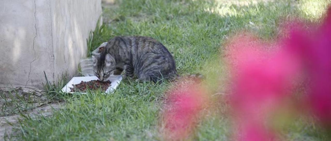 Elche se preocupa por sus felinos