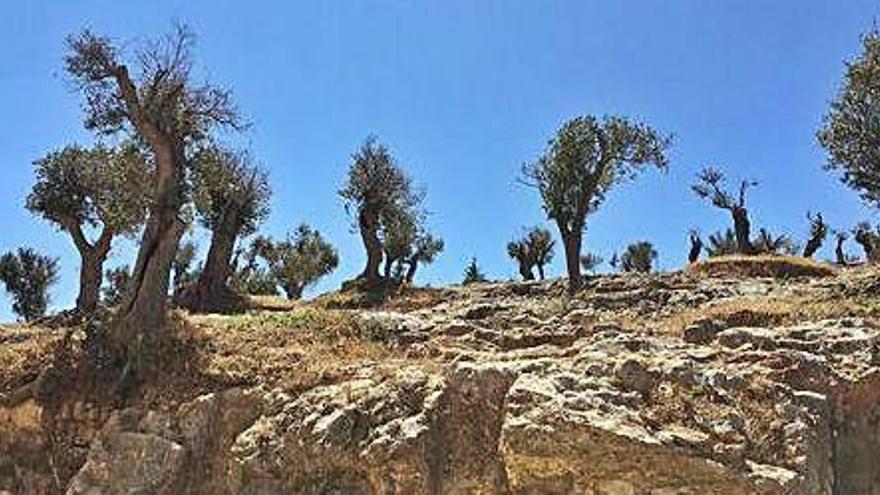 Olivos podados en la Necrópolis.