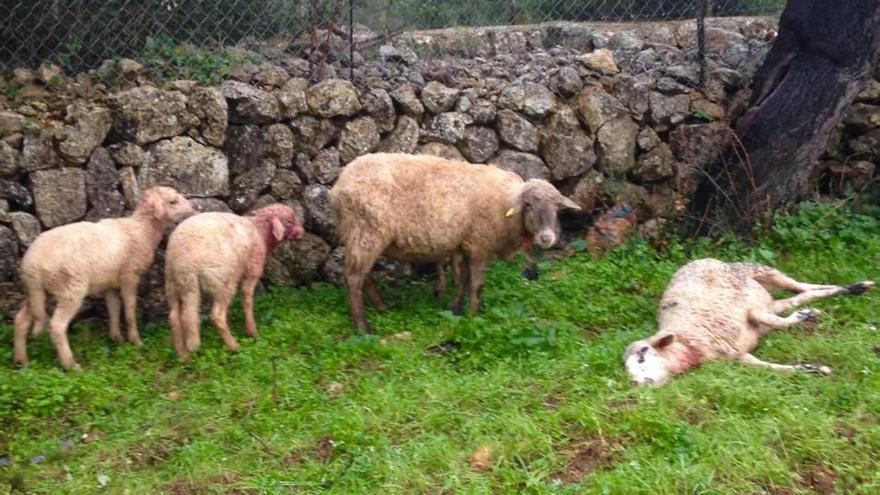 Medio Ambiente llama a la colaboración ciudadana contra los ataques de perros