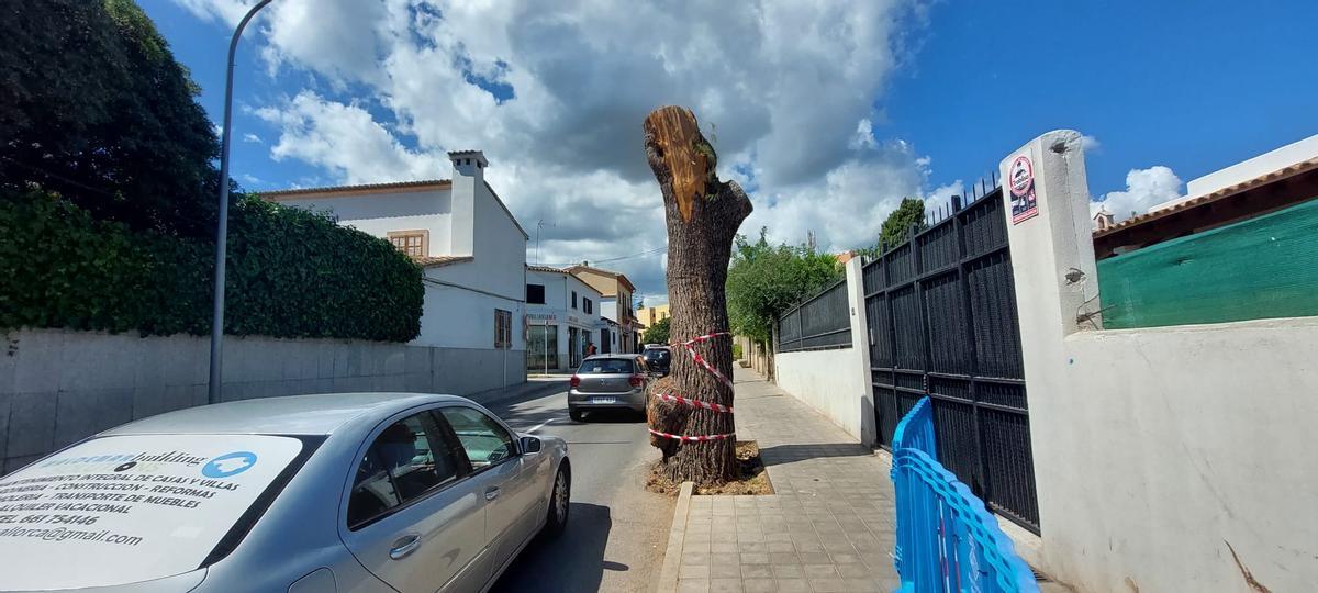 Solo ha quedado el tronco.