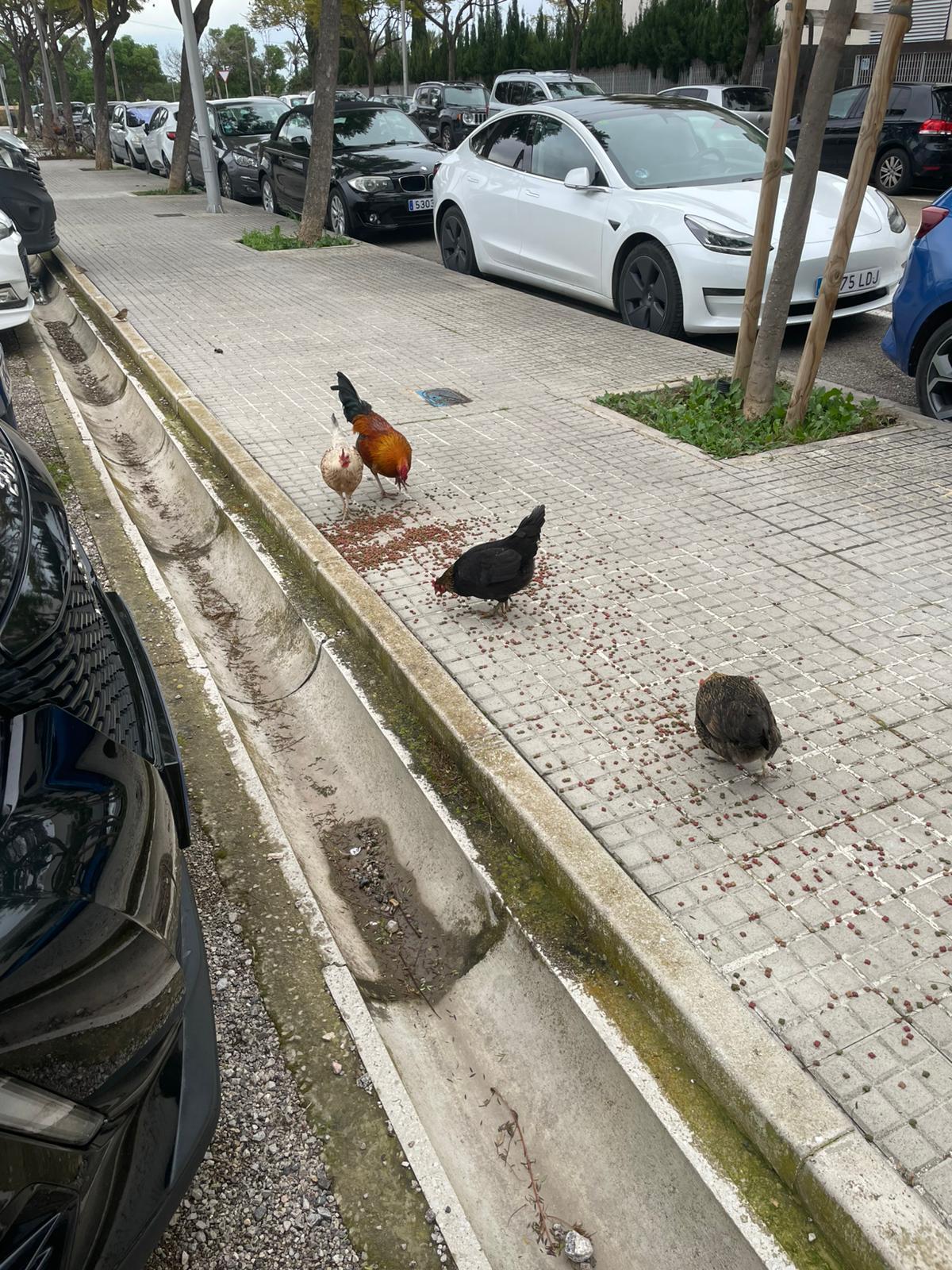 Una plaga de gallinas salvajes se expande en el Secar de la Real