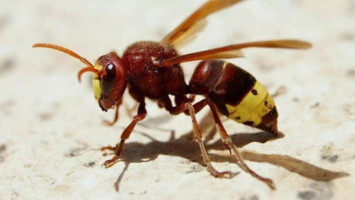 El avispón oriental se caracteriza por su color rojizo o marrón y su gran tamaño, hasta 3 centímetros en caso de las hembras.