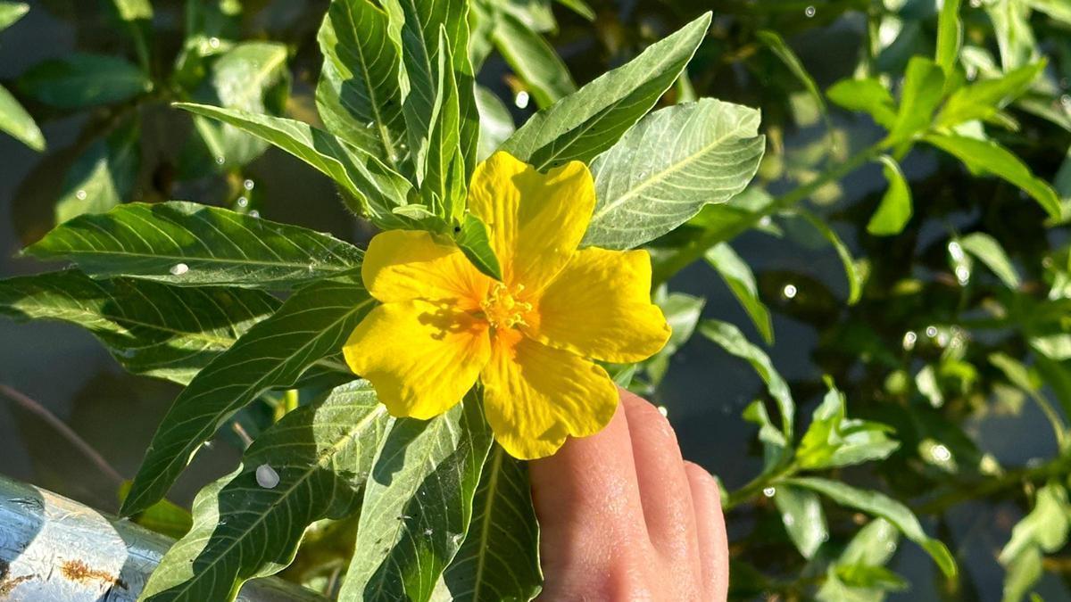 Imagen de la Ludwigia, contra la que se ha luchado en Los Canchales,  un enclave de elevado valor ecológico que alberga una importante diversidad de fauna y flora.