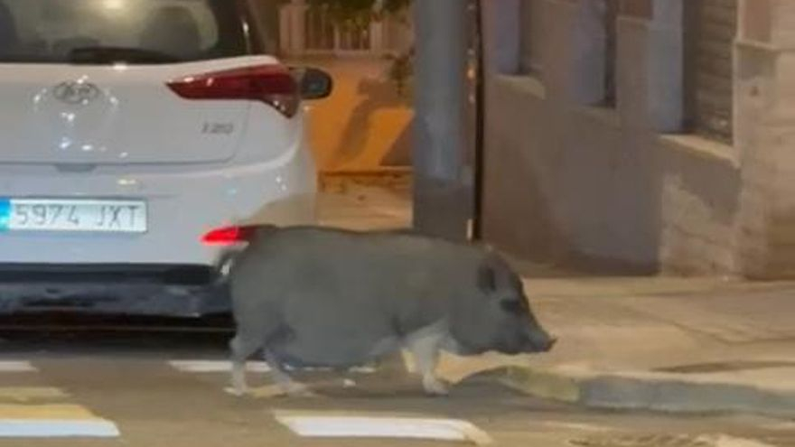 A la “caza” del jabalí en La Marina: la Policía Local de Elche logra capturarlo en pleno casco urbano