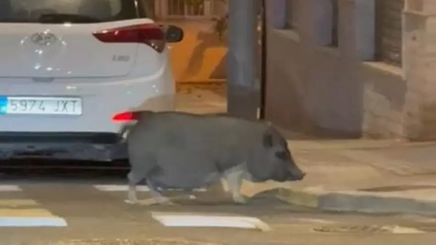 A la “caza” del jabalí en La Marina: la Policía Local de Elche logra capturarlo en pleno casco urbano