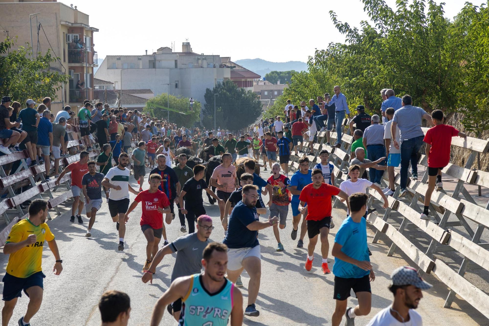 Cuarto encierro de la Feria Taurina del Arroz en Calasparra