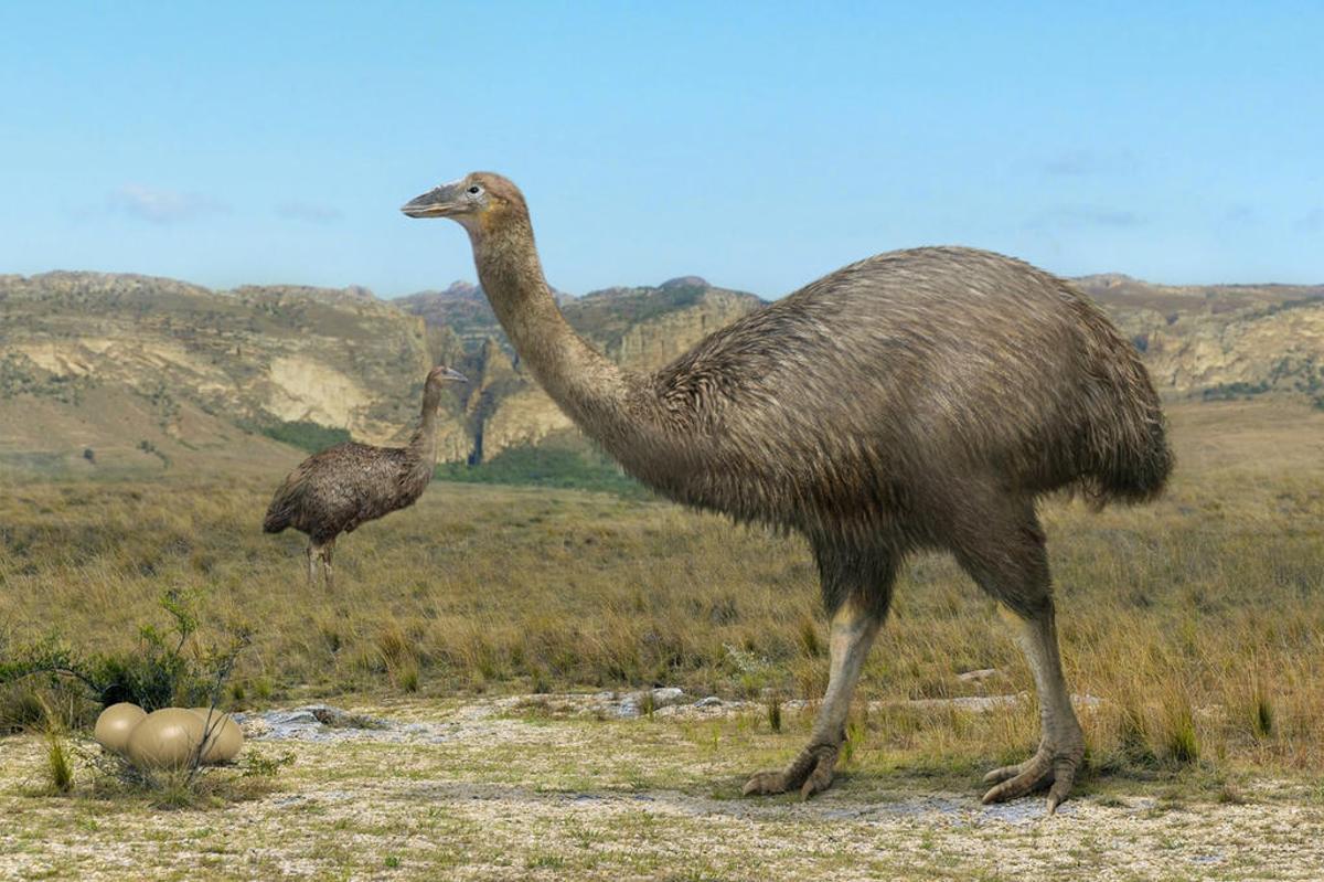 Recreación artística del 'Aepyornis maximus'