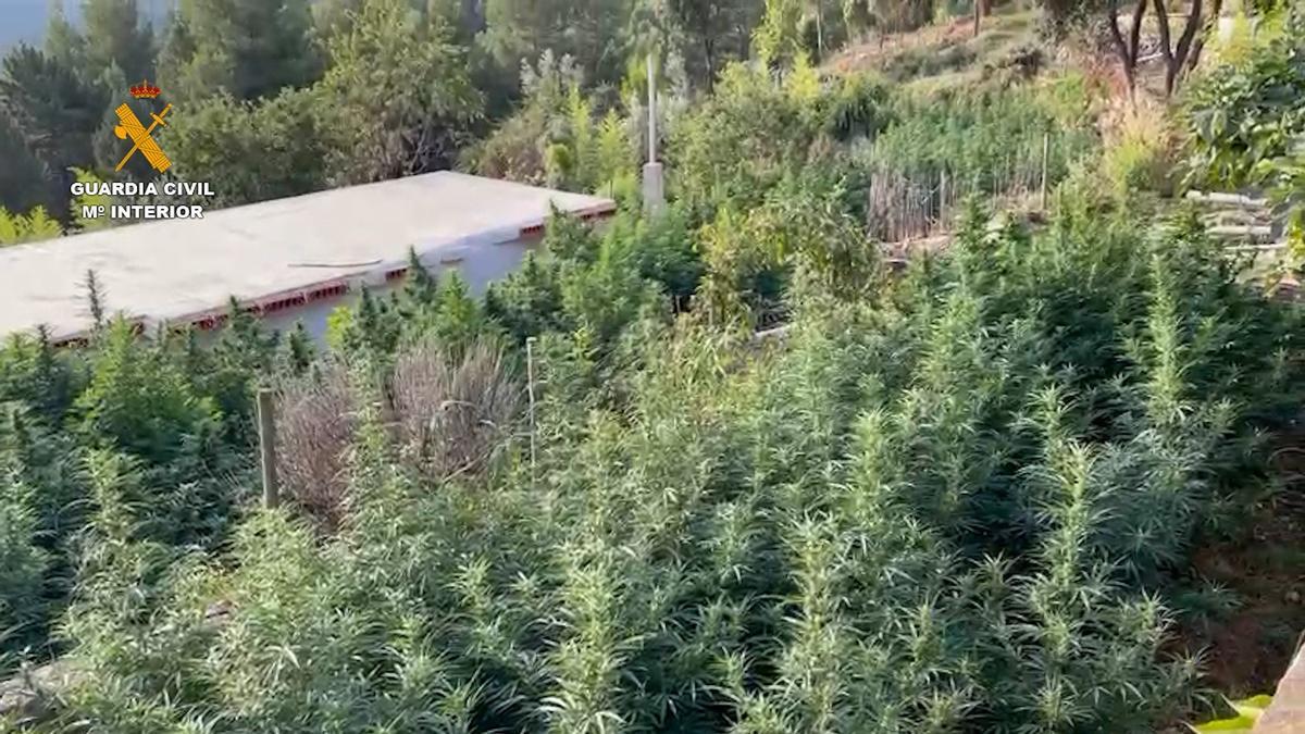 Incautación de 590 plantas de marihuana wen Puertomilgalvo (Teruel)