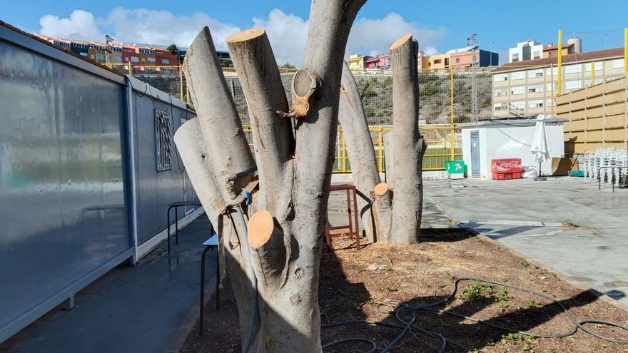 Arboricidio en Las Palmas de Gran Canaria: Poda indiscriminada en la cancha de fútbol de El Batán