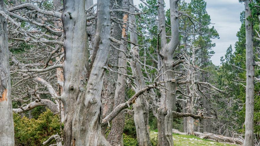 Experts de Solsona apunten que la fusta morta és clau per a la biodiversitat del bosc