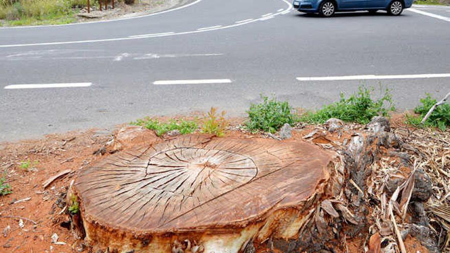 Un árbol talado en la carretera de Moya esta semana.