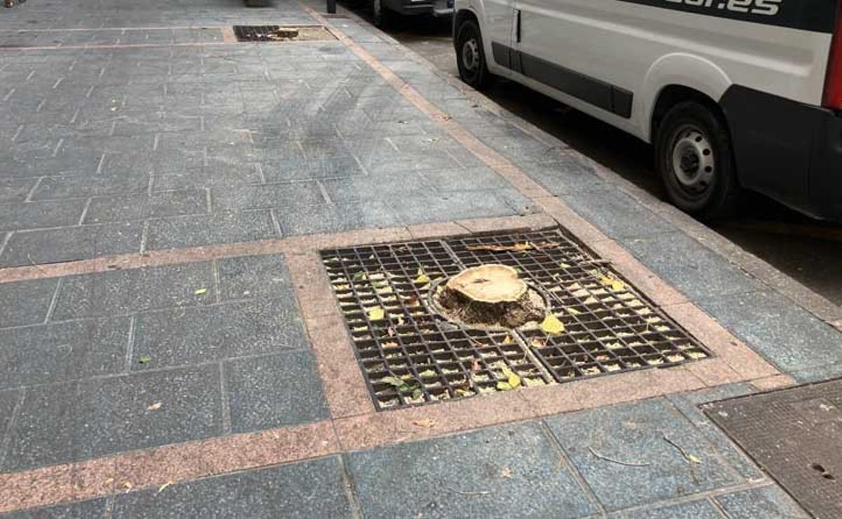 IU denuncia nuevas talas de árboles en Marbella