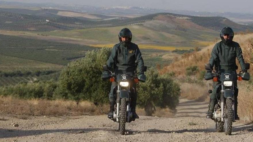 Seis detenidos por el hurto de casi 4 toneladas de aceituna en Montoro y Algallarín