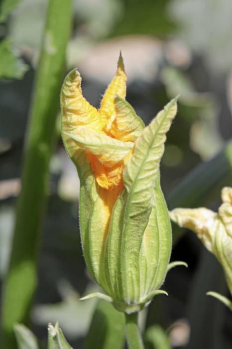 Mit den tiefgrünen Zucchini der Sorte carbassó negre beliefert die Familie Pascual Supermärkte und Gemüseläden der Insel. Die geöffneten Blüten sind für den Gourmet-Markt bestimmt, wie auch das zarte Baby-Format der Frucht.