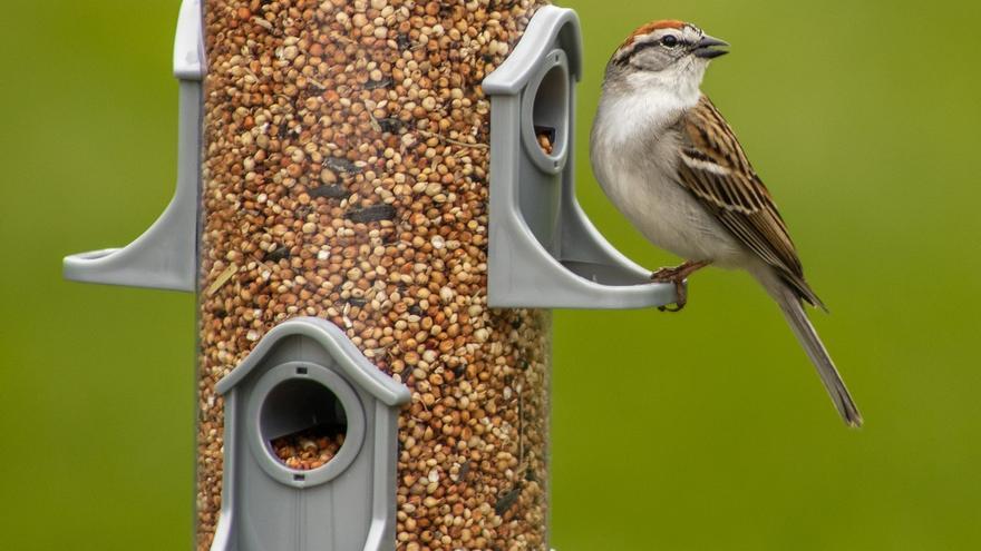 COMEDEROS PARA PÁJAROS | Cómo hacer un comedero de pájaros y facilitarles  el invierno gorriones