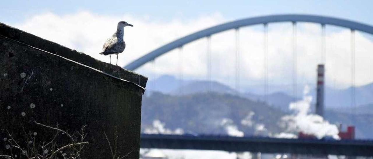 Una gaviota patiamarilla, en el entorno de la villa de Navia.