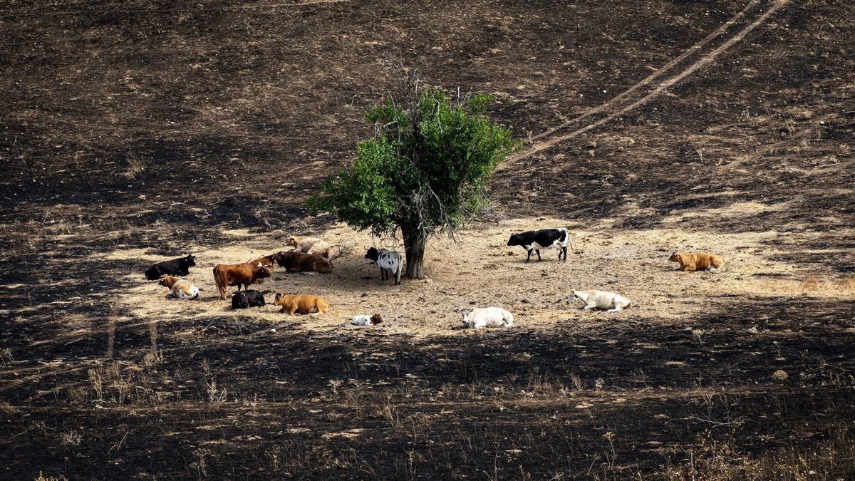 Así es Madrid Forestal, el plan de conservación de bosques de Díaz Ayuso para prevenir incendios en la Comunidad