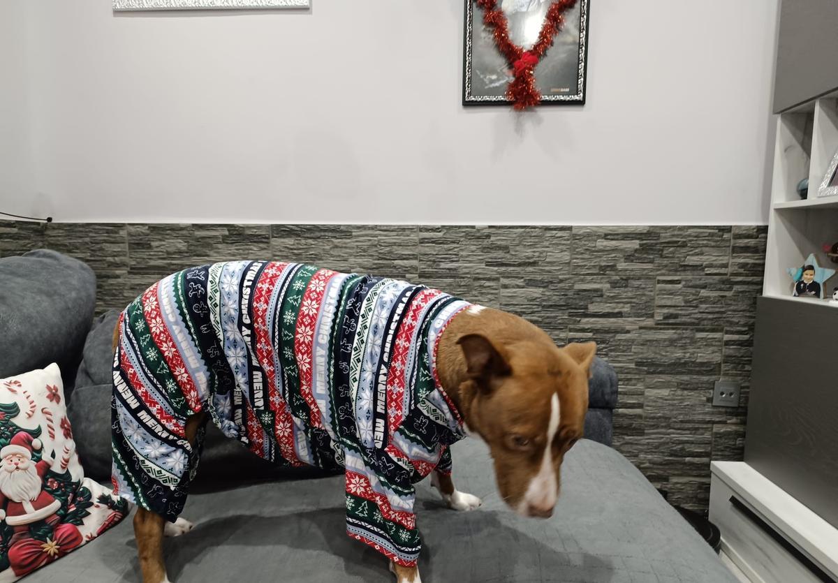 La perra "Gloria", con su pijama navideño.