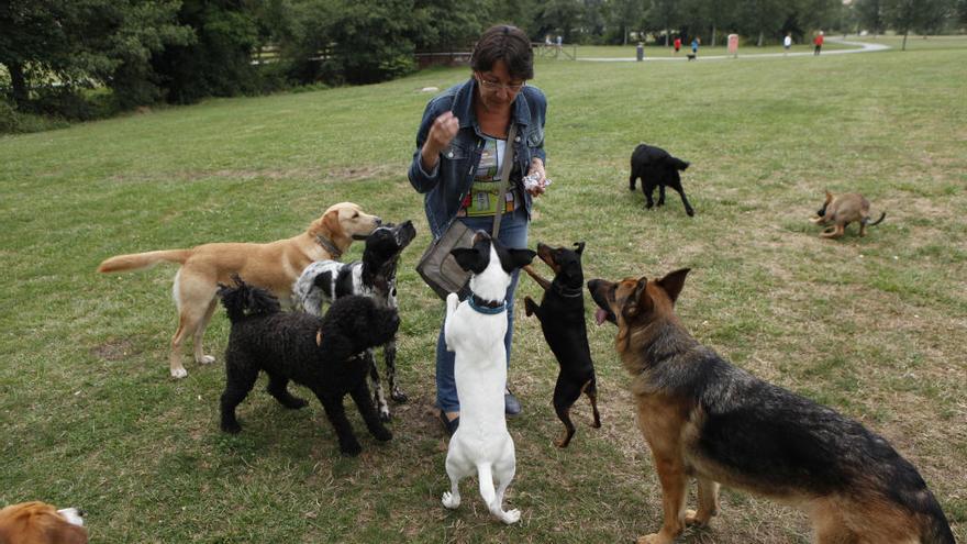 Suman ya más de 10.000 firmas contra los envenenamientos a mascotas en Gijón