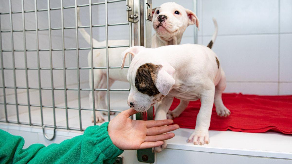 Las mascotas también tendrán DNI