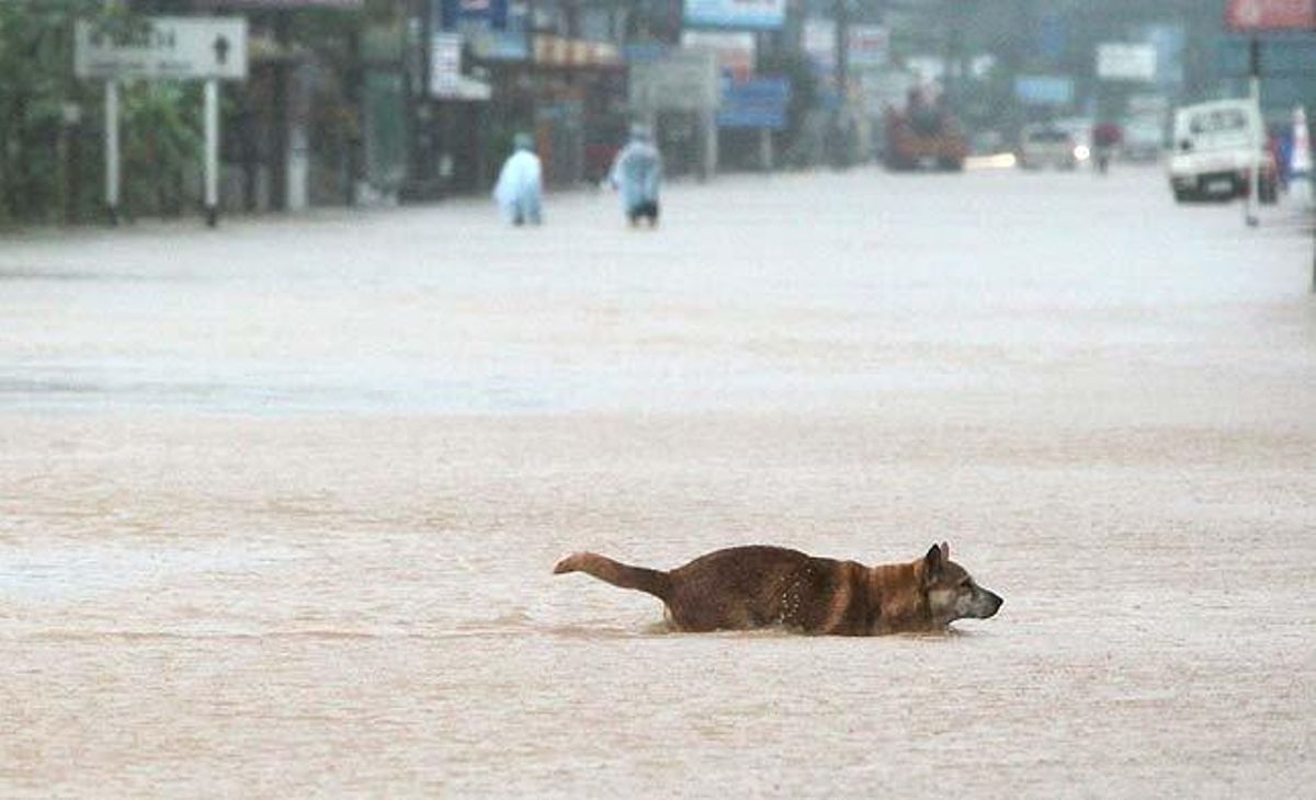 Un gos intenta creuar per un carrer inundat a la turística illa tailandesa de Samui. Almenys nou persones han mort i 268.000 s’han vist afectades per les inundacions provocades per les inusuals pluges torrencials al sud de Tailàndia.