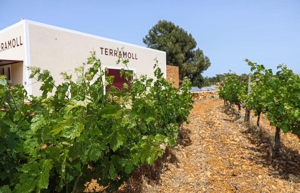 La bodega, fundada en el año 2000, se ha esforzado por recuperar variedades de uvas autóctonas. | LAURA BARONE
