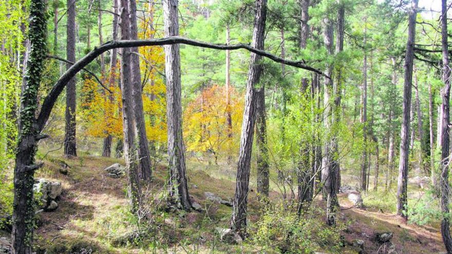 Recuperació d’una alzina mil·lenària danyada per un temporal a la Pobla de Sant Miquel.