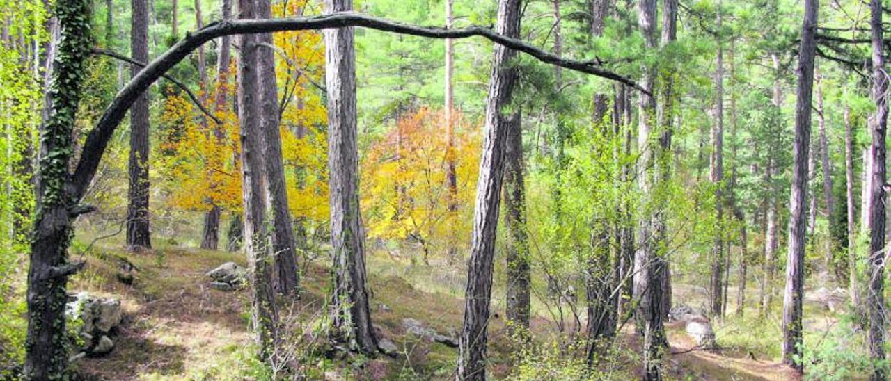 Bosques maduros como antídotos en la crisis global