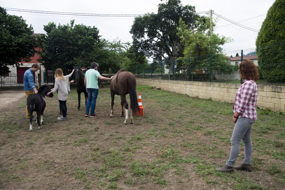 'Coaching' con caballos para empresarios