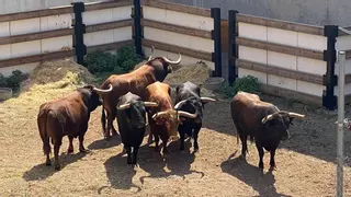 Primer encierro de les Penyes: Los toros de Samuel e Isabel Flores ya están en la Vall