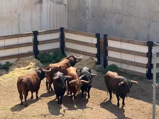 Vídeo: Los protagonistas del encierro de les Penyes en Festes ya están en la Vall