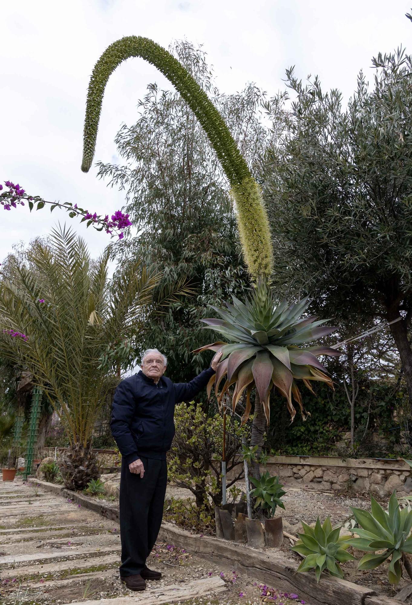 Una espectacular floración de un ejemplar de "agave attenuata" sorprende en El Campello