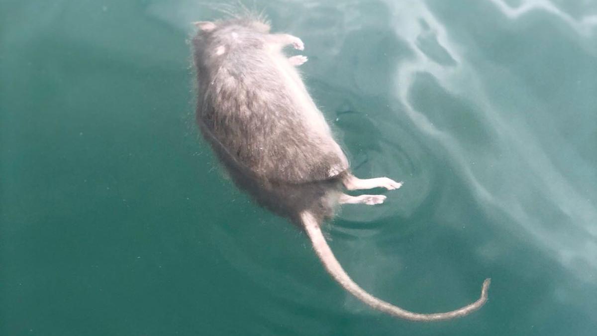Una rata muerta flotando en la playa de la Barceloneta