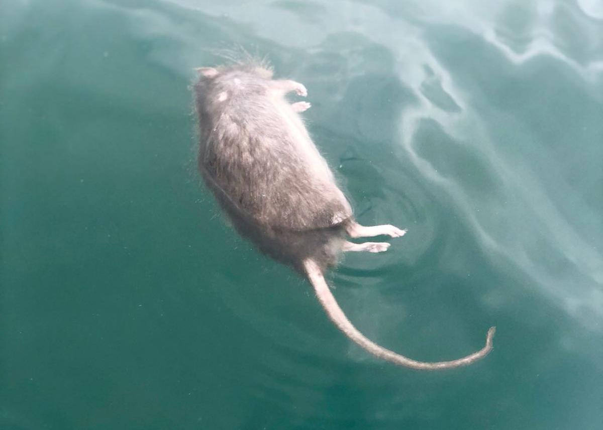 rata-flotando-en-la-barceloneta