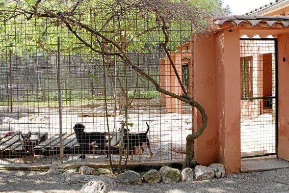 Seit über 30 Jahren betreibt Josefi na Vivancos in Pollença ein Hundeasyl. Zum Tierschutz kam die Mallorquinerin eher zufällig. Heute lebt sie mit 40 Hunden auf einer Finca und hat Hunderten von Vier