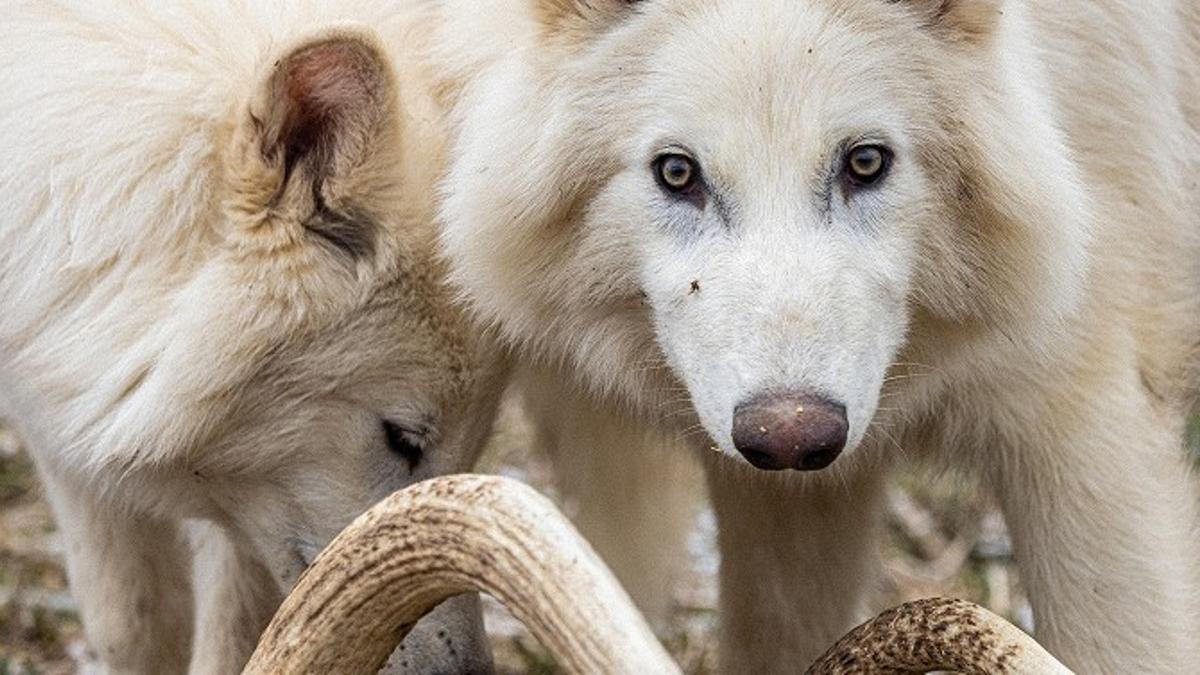 Rómulo y Remo, dos de los tres ejemplares de lobo terrible recuperados genéticamente.